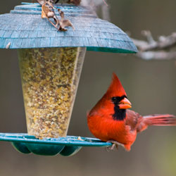 Bird Feeder