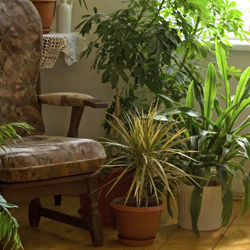 Bringing Houseplants in for the Winter