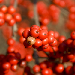 Hollies and Winter Berries for the Holidays