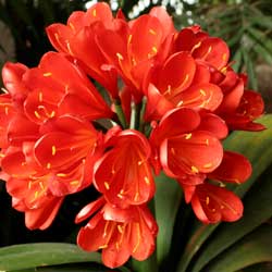 Clivias:  Mix the Traditional with the Tropical