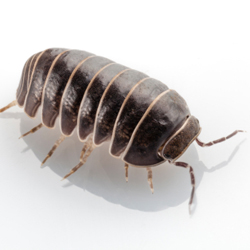 The Uglies: Pill bugs and Sow bugs, Oh My!