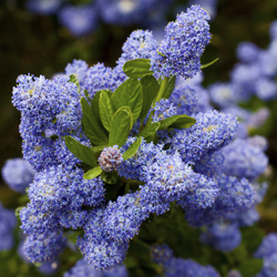 Color with Ceanothus