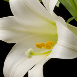 Easter Lilies: A Plant with a Story and Many Names