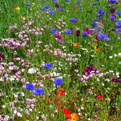 Planting a Meadow as Lawn Substitute