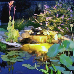 Safely Controlling Mosquito Larvae in your Water Garden