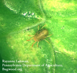 Spider mites: A Frequent Pest