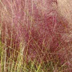 Pink Muhley Grass: Cotton Candy in the Garden