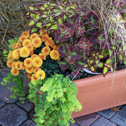 Over-Wintering Container Plants Outdoors