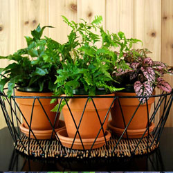 Bringing Your Tropical Plants Indoors for the Winter
