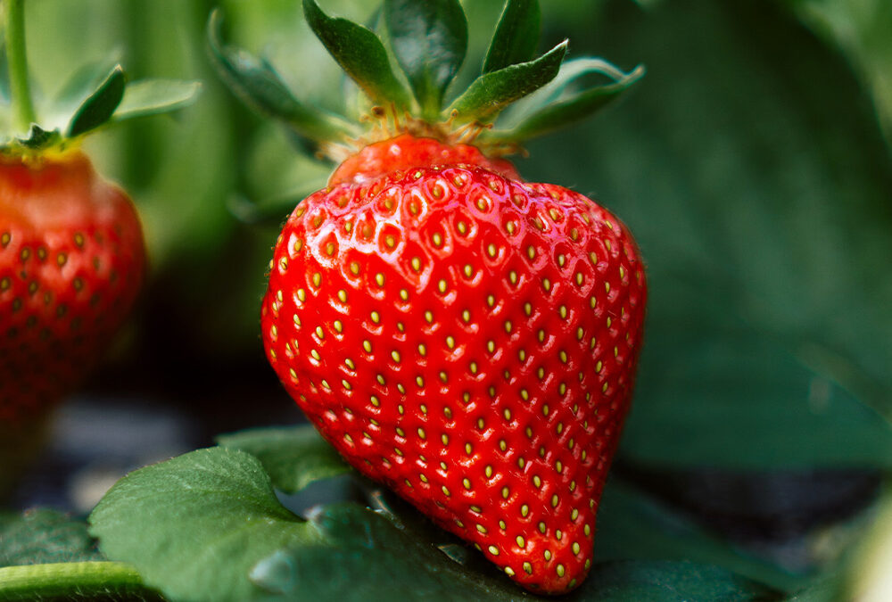 Sensational Strawberries