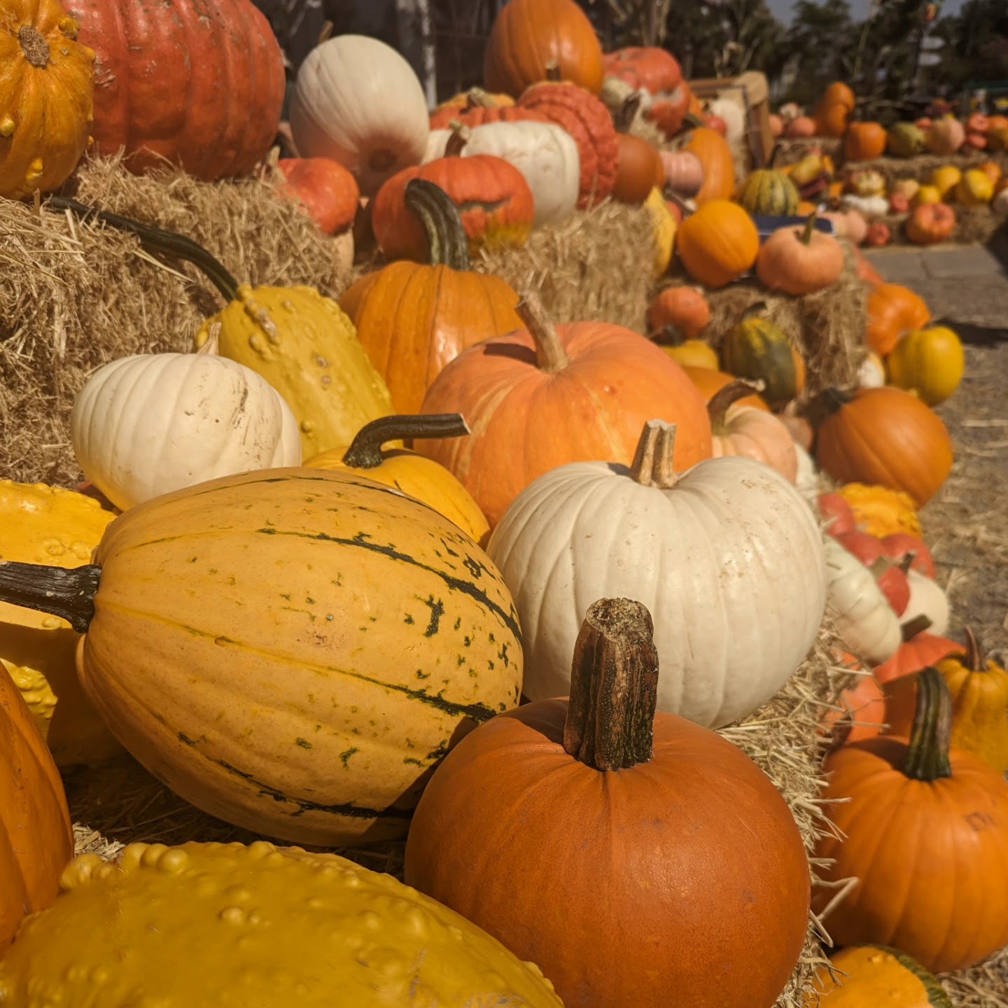 Fall Arrangement Workshop