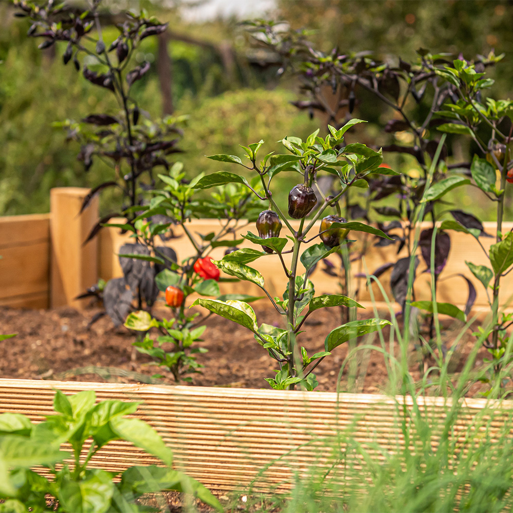 Building A Simple Raised Bed