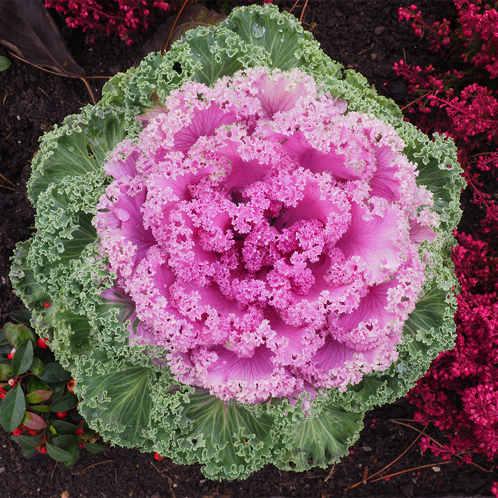 Ornamental Cabbage & Kale #3