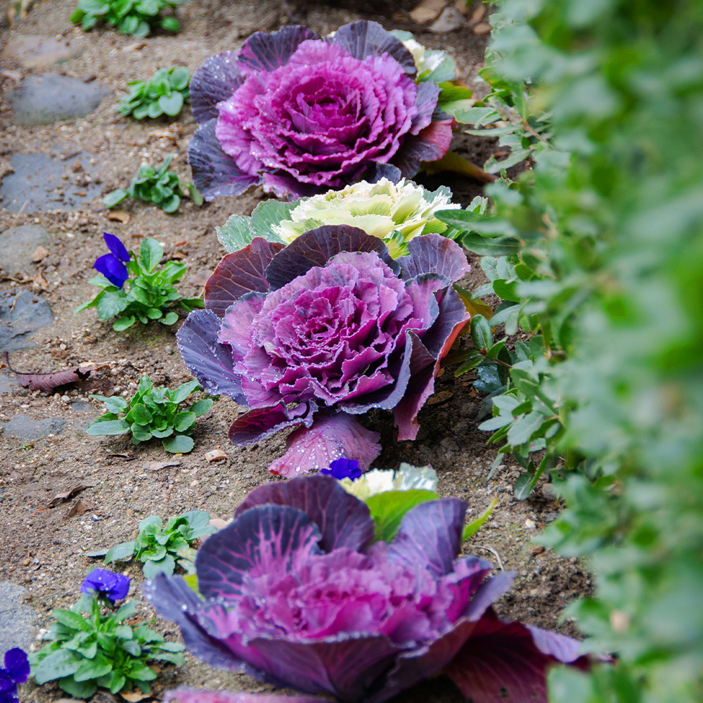 Ornamental Cabbage & Kale #1