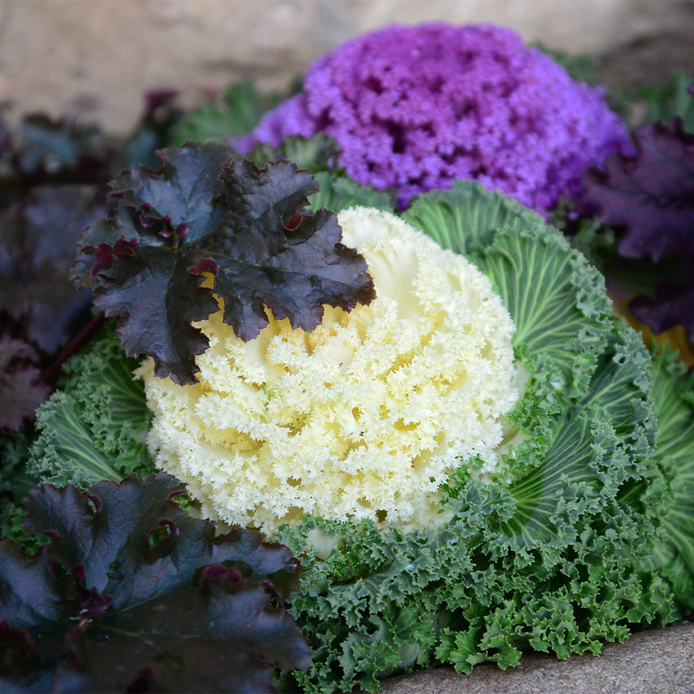 Ornamental Cabbage & Kale #2